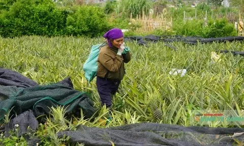 Mùa dứa ngọt và những giọt nước mắt đắng