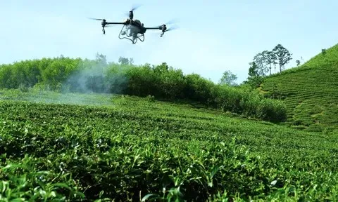 Quản lý sức khoẻ cây chè bằng mô hình IPHM mang lại những kết quả vượt trội
