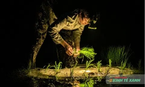 Nông dân Thanh Hóa “ăn cơm bằng đèn, đi cấy sáng trăng” giữa nắng nóng gay gắt