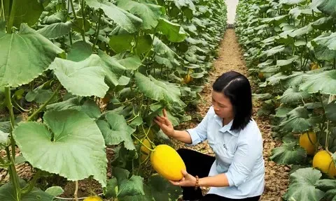 Vĩnh Lại (Hải Phòng): Sức bật kinh tế từ mô hình trồng dưa lưới trong nhà màng