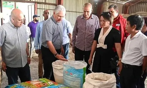 Xuất hiện cách nuôi vịt chạy đồng kiểu... Việt Nam trên cánh đồng lúa của Cuba