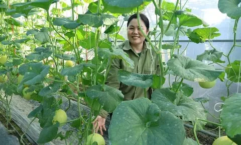 Trồng dưa trong nhà lưới - Hướng đi hiệu quả của nông dân xã Lộc Hà