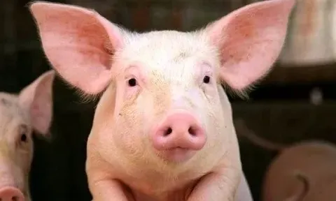 Điều gì đang diễn ra tại BAF Việt Nam?