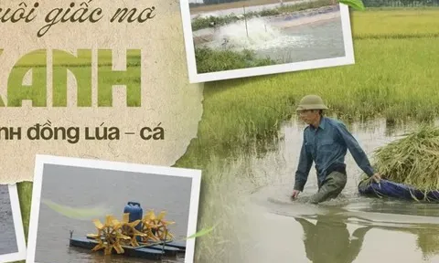 Nuôi giấc mơ “xanh” từ cánh đồng lúa - cá