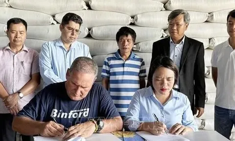Sang Cuba trồng lúa, đẩy năng suất lên tới 9 tấn/ha, một doanh nghiệp Việt Nam vừa bàn giao 1.200 tấn gạo cho Cuba