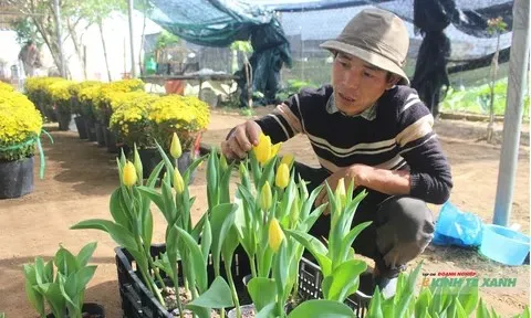 Bỏ việc lương cao ở Hà Nội, chàng trai Hà Tĩnh xây dựng “vương quốc” hoa bạc tỷ