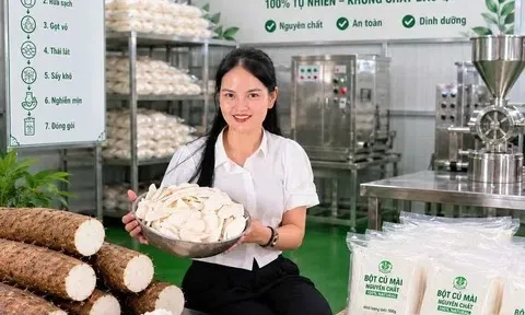 Biến loại củ chống đói của bà con vùng núi thành mặt hàng giá trị kinh tế cao