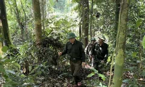 Hà Tĩnh: Nhận hơn 159 tỷ đồng từ nguồn chi trả giảm phát thải khí nhà kính