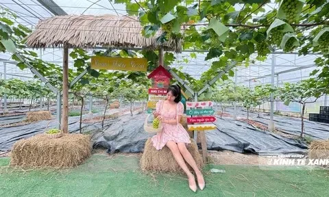 Cô gái xứ Thanh trồng nho sữa “chỉ để bán trải nghiệm”