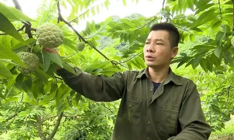 Na Chi Lăng vào vụ: Kỳ vọng mùa quả ngọt trên vùng núi đá xứ Lạng
