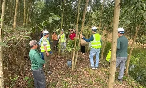 Bắc Ninh: Chứng chỉ rừng FSC mở hướng đi mới cho kinh tế lâm nghiệp ở Tam Tiến