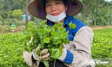 Rau má làng cổ