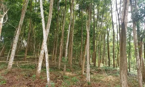 Rừng gỗ lớn ở Yên Thế: Gieo hôm nay, kiến tạo giá trị xanh cho tương lai