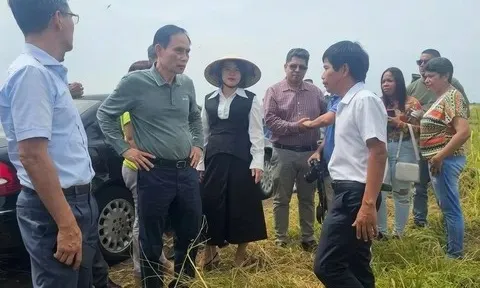Bất chấp nhiều thách thức, dự án lúa gạo Việt Nam - Cuba đã được nhân lên 1.000ha, lúa đang chín vàng rực