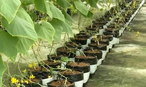 Chuyển đổi xanh và công nghệ số mở lối cho nền nông nghiệp thích ứng biến đổi khí hậu
