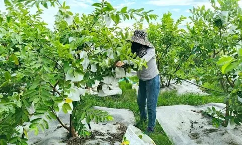 Biến vùng đất cằn thành vườn cây sai trĩu quả