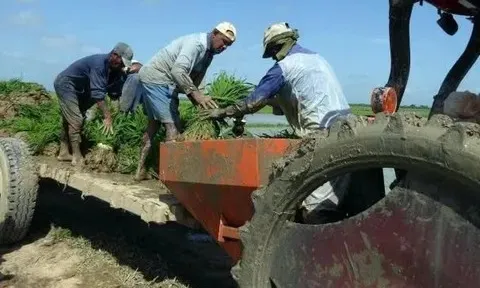 Sức sống mới trên những cánh đồng Cuba: Dấu ấn công nghệ lúa gạo Việt Nam từ góc nhìn báo chí quốc tế