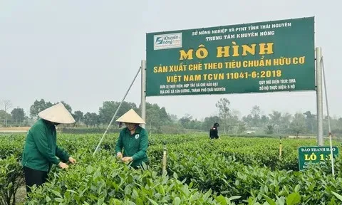 Quản lý mã vùng trồng - Giải pháp nâng cao hiệu quả nông sản sạch