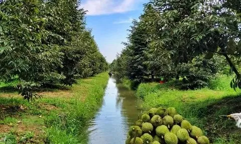 Phó Thủ tướng yêu cầu hạn chế mở rộng diện tích sầu riêng tự phát, siết quản lý vùng trồng