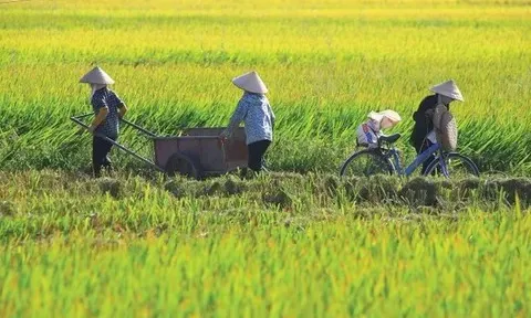 Nghị định mới nâng mức hỗ trợ phí bảo hiểm nông nghiệp lên 95%