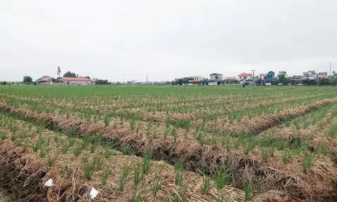 Hải Phòng phấn đấu góp phần giảm ít nhất 10 – 15% tổng lượng phát thải khí nhà kính lĩnh vực trồng trọt