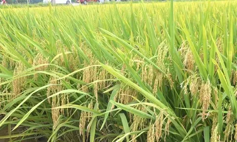 Ứng dụng tiến bộ khoa học kỹ thuật vào thâm canh lúa: hướng tới nền nông nghiệp xanh, bền vững