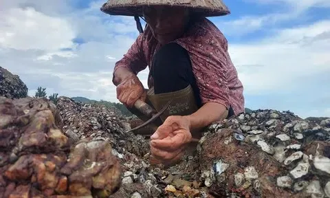 Nhịp sống ngày mới trên đảo xanh Cái Chiên