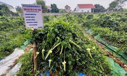 Sâm nam núi Dành (Bắc Ninh): Từ nguồn gen bản địa đến chuỗi giá trị xanh