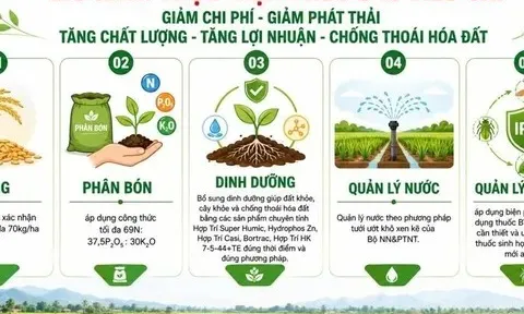 Từ ruộng phèn Tân Thạnh: Mô hình canh tác lúa Hợp Trí cho hiệu quả tăng hơn 6 triệu đồng/ha