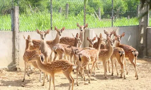 Người dân Kỳ Xuân phát triển nuôi hươu lấy nhung
