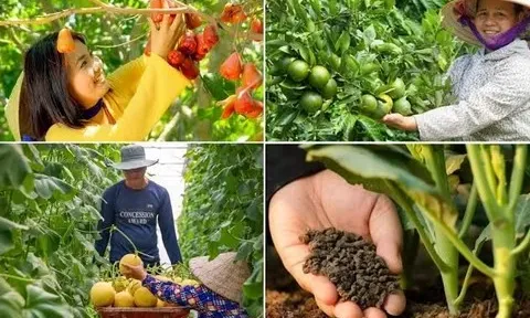 Phương hướng, quan điểm, nhiệm vụ và giải pháp phát triển nông nghiệp sinh thái, xanh, tuần hoàn trong giai đoạn mới