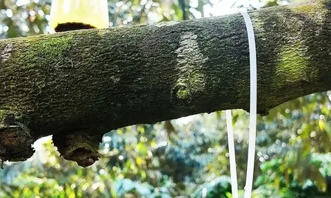 Đắk Lắk mở không gian mới cho nông nghiệp công nghệ cao