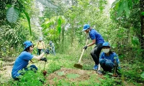 Nâng cao chất lượng giống cây lâm nghiệp: Huế hướng tới mục tiêu phát triển rừng bền vững